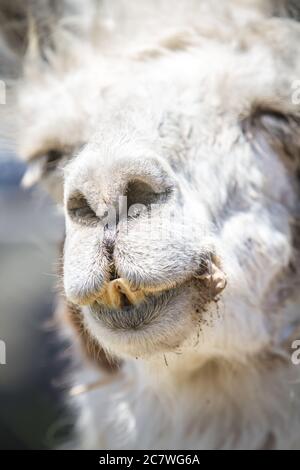 Vertikale Porträtaufnahme eines weißen Lamas mit geschlossenen Augen Stockfoto