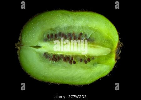 Bio Kiwi Obst in zwei Hälften geschnitten und frisch gepflückt. Stockfoto