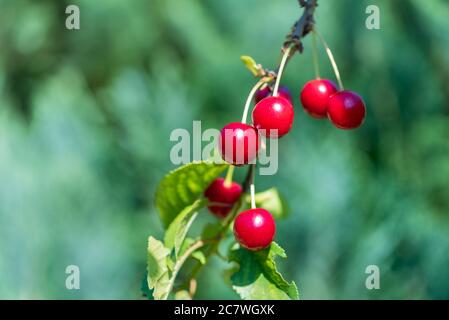 Reife Kirschen hängen an einem Kirschbaum Zweig. Obstgarten im Sommer Stockfoto