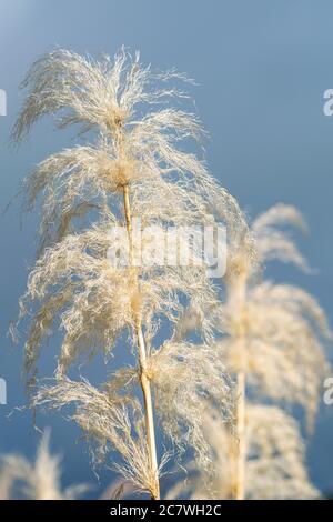 Ein Nahaufnahme Bild von wilden Zuckerrohrblüten in Blüte auf einem blauen Hintergrund Stockfoto