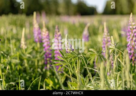 Lupine Feld mit rosa lila Blüten. Bündel Lupinen Sommer Blume Hintergrund. Blühende Lupinen. Feld der Lupinen. Sonnenlicht scheint auf Pflanzen Stockfoto