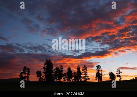 Apache National Forest AZ / AUG EIN Stand von silhouetted Nadelbaum zurückfallen von einem roten Morgenhimmel in der Nähe von Crescent Lake in den White Mountains. Nördlich von jun Stockfoto