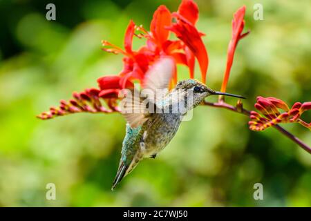 Anna-Kolibri im Flug, Calypte anna, Vancouver, British Columbia, Kanada Stockfoto