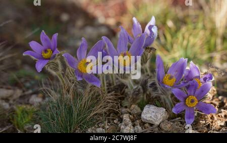 Nahaufnahme von lila Blüten Stockfoto