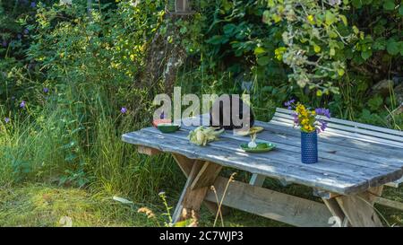 Eine schwarze Wildkatze springt auf den Tisch und beginnt an einem schönen Sommertag in Swed Mais auf dem Land mit Blumen und Gemüse zu essen Stockfoto