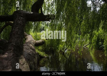 Alter Baum im Vondelpark, der grünen Lunge von Amsterdams Stadtzentrum, Niederlande Stockfoto