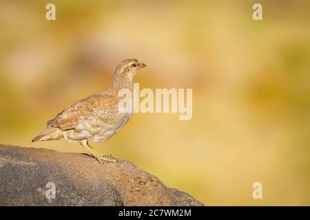 Niedliche gelbe Rebhuhn. Gelber Natur Hintergrund. Vogel: Siehe Rebhuhn. Ammoperdix griseogularis. Stockfoto