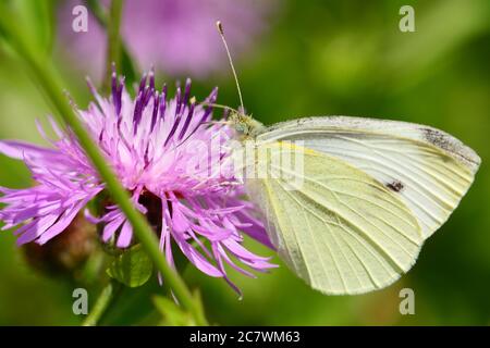 Weißer Schmetterling trinkt Nektar aus einer rosa Blume Stockfoto