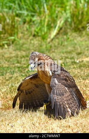 Harris's Hawk oder Harris Hawk (Parabuteo unicinctus) Stockfoto