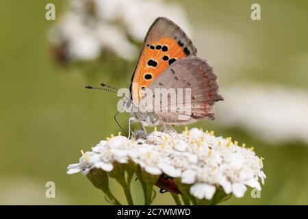 Makroaufnahme eines kleinen Kupferschmetterlings (Lycaena phlaeas) auf einer weißen Blume Stockfoto