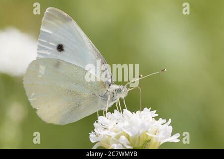 Nahaufnahme eines kleinen weißen oder kohlblühenden Schmetterlings (Pieris rapae), der auf einer weißen Blume ruht und Nektar sammelt. Stockfoto