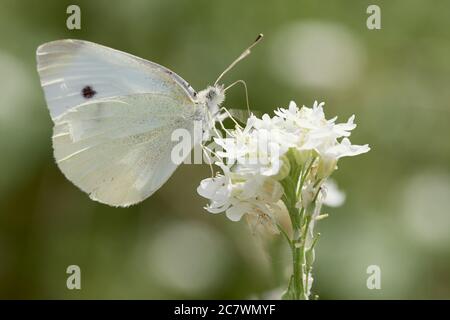 Makrofoto von Pieris rapae (kleiner weißer oder Kohlschmetterling) auf weißer Blume in der Natur. Stockfoto