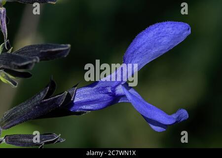 Schwarze und blaue Salvia oder blaue Anis Salbei Blume. Es ist eine große holzige Staude. Seine Blüten sind ein lebendiges Kobaltblau. Stockfoto