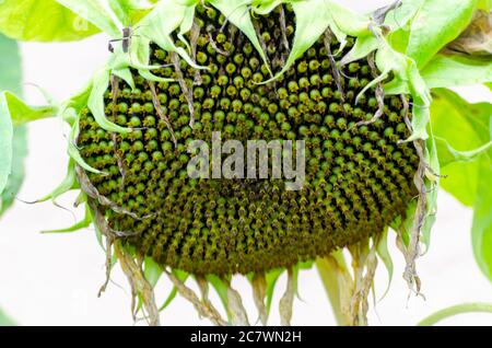 Eine Sonnenblume trocknet am Weinstock, 18. Juli 2020, in Mobile, Alabama. Sonnenblumen erreichen in der Regel Höhepunkt Wachstum im Hochsommer. (Foto von Carmen K. Sisson/Clo Stockfoto