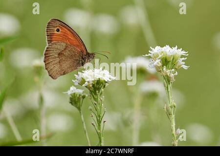 Seitenansicht eines kleinen Heideschmetterlings (Coenonympha lyllus), der auf einer weißen Blume auf einer Wiese ruht Stockfoto