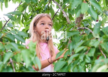 Kind Mädchen klettern einen Baum und Kirschen im Sommer reißen Stockfoto