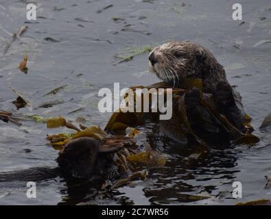 Ein Seeotter (Enhyda lutris) wickelt sich in Seetang um ihn an seinem Platz zu halten, nahe der Mündung des Elkhorn Slough in Kalifornien. Stockfoto