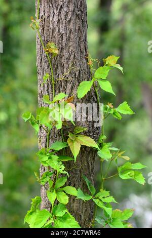 Kletterpflanze auf einem Baumstamm Stockfoto