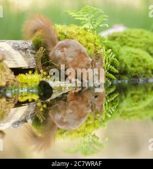 Nahaufnahme eines roten Eichhörnchen in der Nähe des Wassers mit Seine Reflexion sichtbar Stockfoto