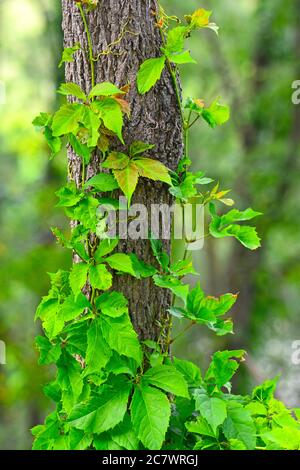 Kletterpflanze auf einem Baumstamm Stockfoto