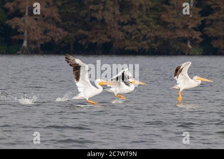 Pelikane auf Reelfoot Lake in Tennessee während ihrer jährlichen Migration Stockfoto