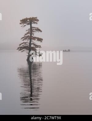 Angeln auf dem Reelfoot See in Tennessee während des frühen Morgennebels im Herbst Stockfoto