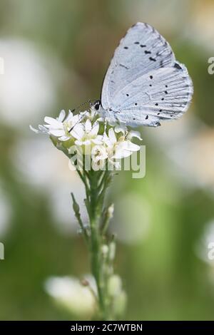 Provenzalisches Kurzschwanzblau (Cupido alcetas) auf weißer Blume. Schmetterlingsmakro Stockfoto