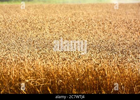 Reife Weizen im Feld Stockfoto