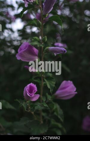 Vertikale selektive Fokusaufnahme von rosa Lavatera Rose Blumen Stockfoto