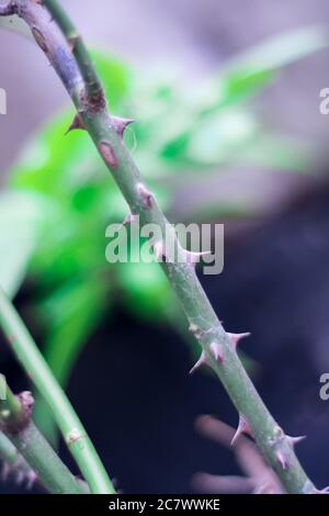 Vertikale selektive Fokusaufnahme eines dornigen Rosenzweiges Stockfoto