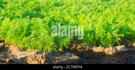 An einem sonnigen Tag wachsen auf dem Feld Pflanzungen junger Karotten. Gemüsereihen. Gemüseanbau. Bauernhof. Pflanzen Frische Grüne Pflanze. Landwirtschaft, Landwirtschaft Stockfoto