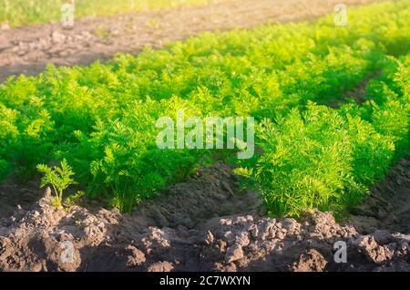 An einem sonnigen Tag wachsen auf dem Feld Pflanzungen junger Karotten. Gemüsereihen. Gemüseanbau. Bauernhof. Pflanzen Frische Grüne Pflanze. Landwirtschaft, Landwirtschaft Stockfoto
