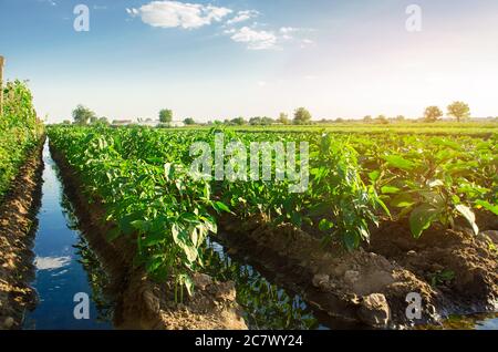 Bewässerung und Anbau von jungen Pfeffer auf dem Feld. Bewässerung von landwirtschaftlichen Nutzpflanzen. Landwirtschaft und Landwirtschaft. Agroindustrie und Agrarindustrie. Auf Dem Land. Stockfoto