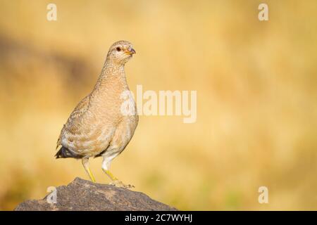 Niedliche gelbe Rebhuhn. Gelber Natur Hintergrund. Vogel: Siehe Rebhuhn. Ammoperdix griseogularis. Stockfoto