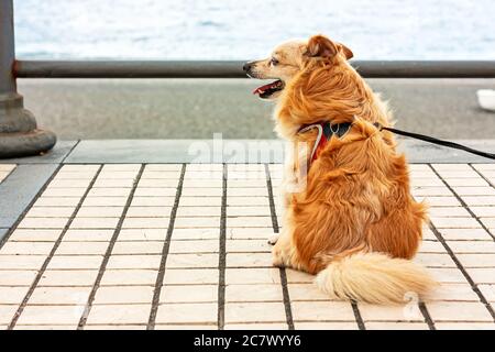 Ginger niedlichen Senior Hund macht einen Spaziergang am Meer und sitzt zum Ausruhen und blickt auf das Meer. Senior Animal Konzept. Selektiver Fokus. Stockfoto