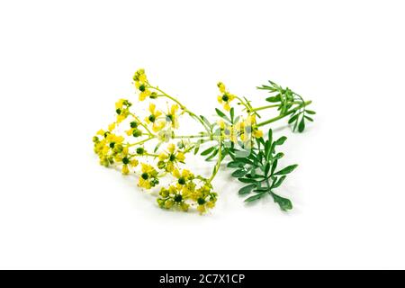 Blühende gemeine Raute oder Kraut-of-Grace (Ruta graveolens) mit kleinen gelben Blüten, aromatische Kräuter und Heilpflanze seit der Antike, isoliert mit Stockfoto