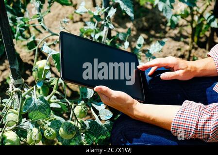 Landwirt mit digitalen Tablet-Computer in Tomatenplantage. Farm innovative Technologien Konzept. Stockfoto
