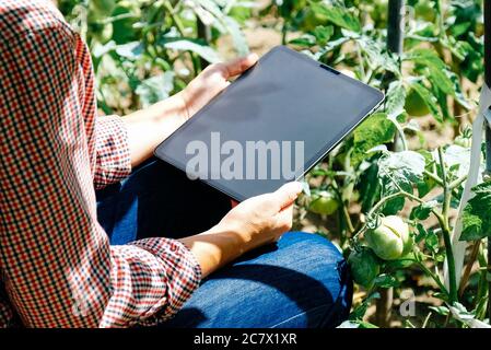 Landwirt im Gewächshaus Kontrolle Tomatenpflanzen mit digitalen Tablette. Landwirtschaft innovatives Technologiekonzept. Stockfoto