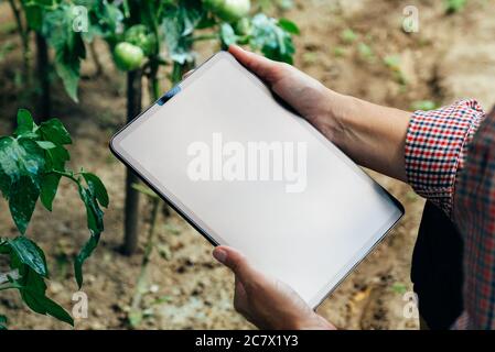 Landwirt mit digitalen Tablet-Computer in Tomatengewächshaus, Nahaufnahme. Innovatives Konzept für landwirtschaftliche Technologien. Stockfoto