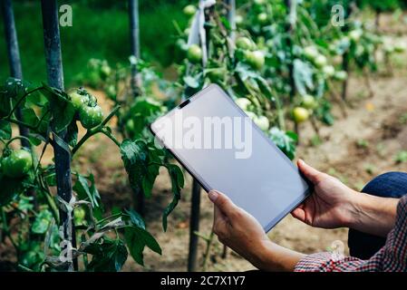 Frau überprüft Tomatenpflanzen mit digitalen Tablette. Innovatives Konzept für landwirtschaftliche Technologien. Stockfoto