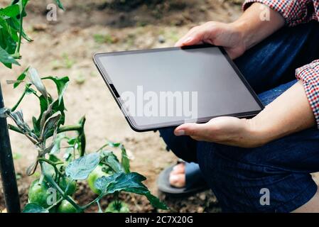 Landwirt mit digitalen Tablet-Computer in Tomatengewächshaus. Farm- und Technologiekonzept. Stockfoto