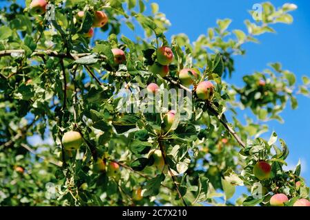 Reife Apfelfrüchte auf Zweig im Obstgarten, Nahaufnahme. Stockfoto
