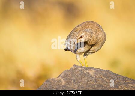 Niedliche gelbe Rebhuhn. Gelber Natur Hintergrund. Vogel: Siehe Rebhuhn. Ammoperdix griseogularis. Stockfoto