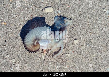 Ein Oktopus in seinem papierdünnen nautilus-Shel, der an Land gewaschen wurde, liegt tot am Strand Stockfoto