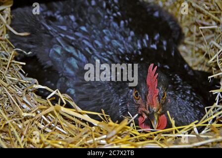 Nahaufnahme eines schwarzen Hähnchens, das auf dem Gras liegt Stockfoto
