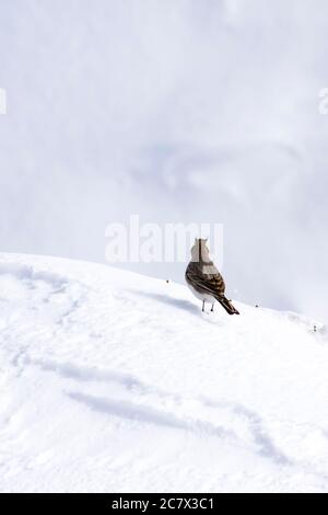 Winter und Vogel. Niedliche kleine Vogel Horned Lark. Winterszene. Weißer Schnee Hintergrund. Vogel: Gehörnte Lerche Eremophila alpestris. Stockfoto