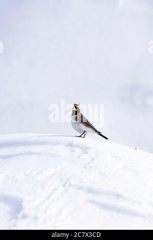 Winter und Vogel. Niedliche kleine Vogel Horned Lark. Winterszene. Weißer Schnee Hintergrund. Vogel: Gehörnte Lerche Eremophila alpestris. Stockfoto