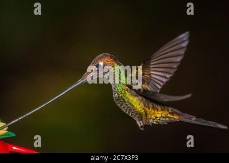 Kolibri mit Schwertschnur, Ensifera ensifera, in der Guango Lodge in Ecuador Stockfoto