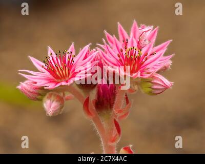 Hübsche rosa Blüten der Sukkulenten Pflanze Sempervivum Kramers Spinrad Stockfoto