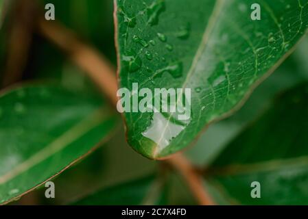 Nahaufnahme Macro Raindrops on Green Leaves Stockfoto